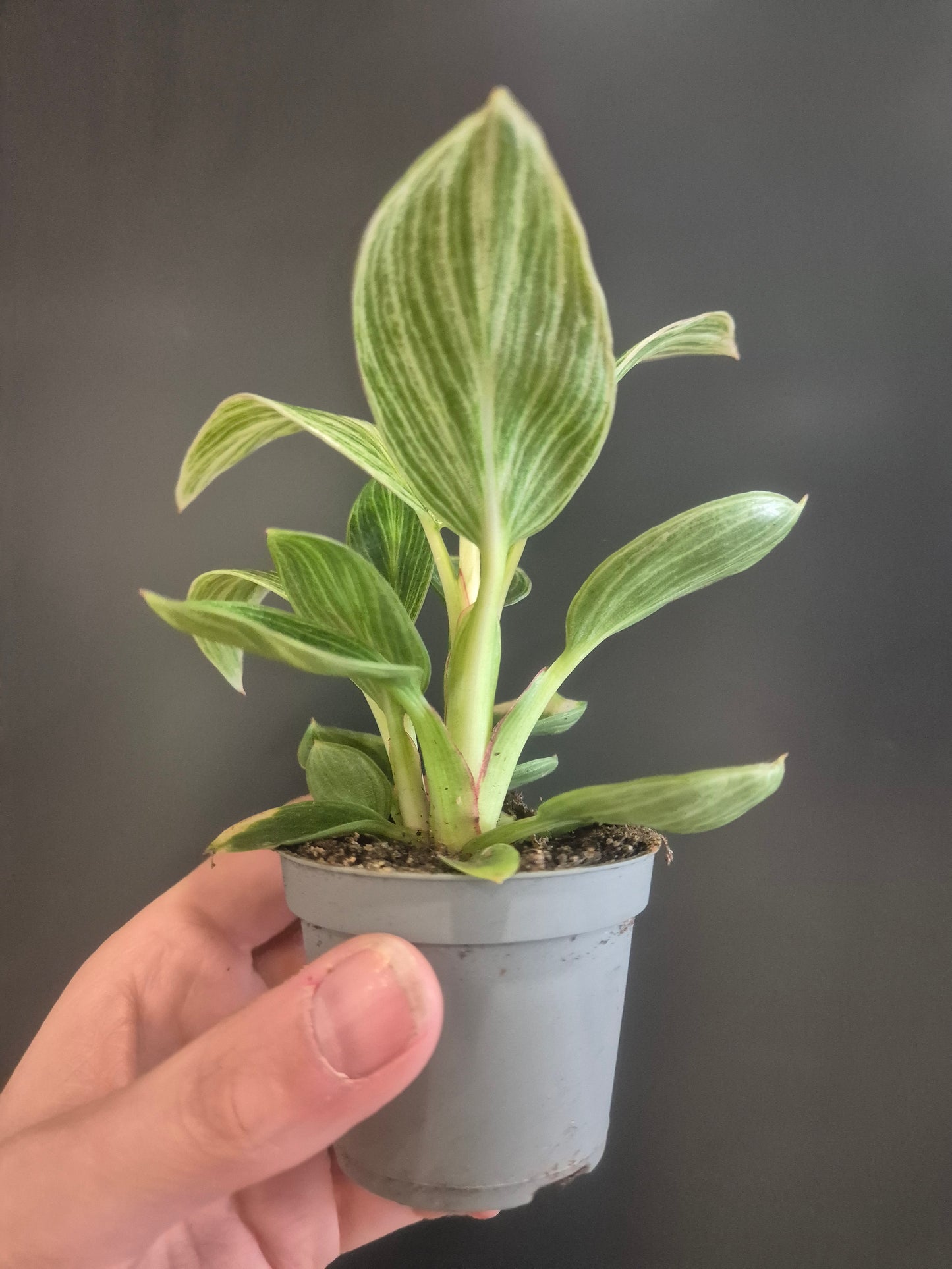 Philodendron Birkin - White Wave - 6cm | Houseplant