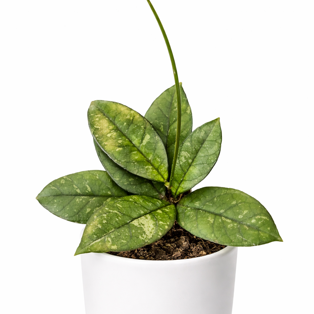 Hoya Carnosa - Wax Flower - 6cm | Houseplant