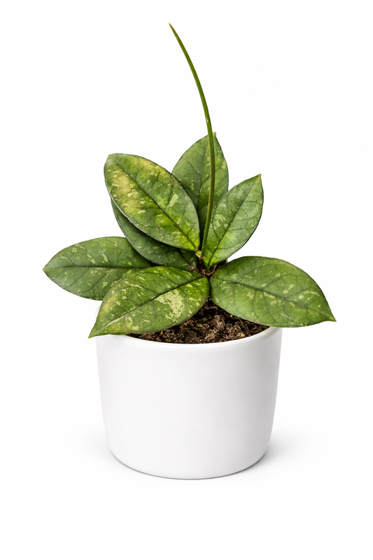 Hoya Carnosa - Wax Flower - 6cm | Houseplant