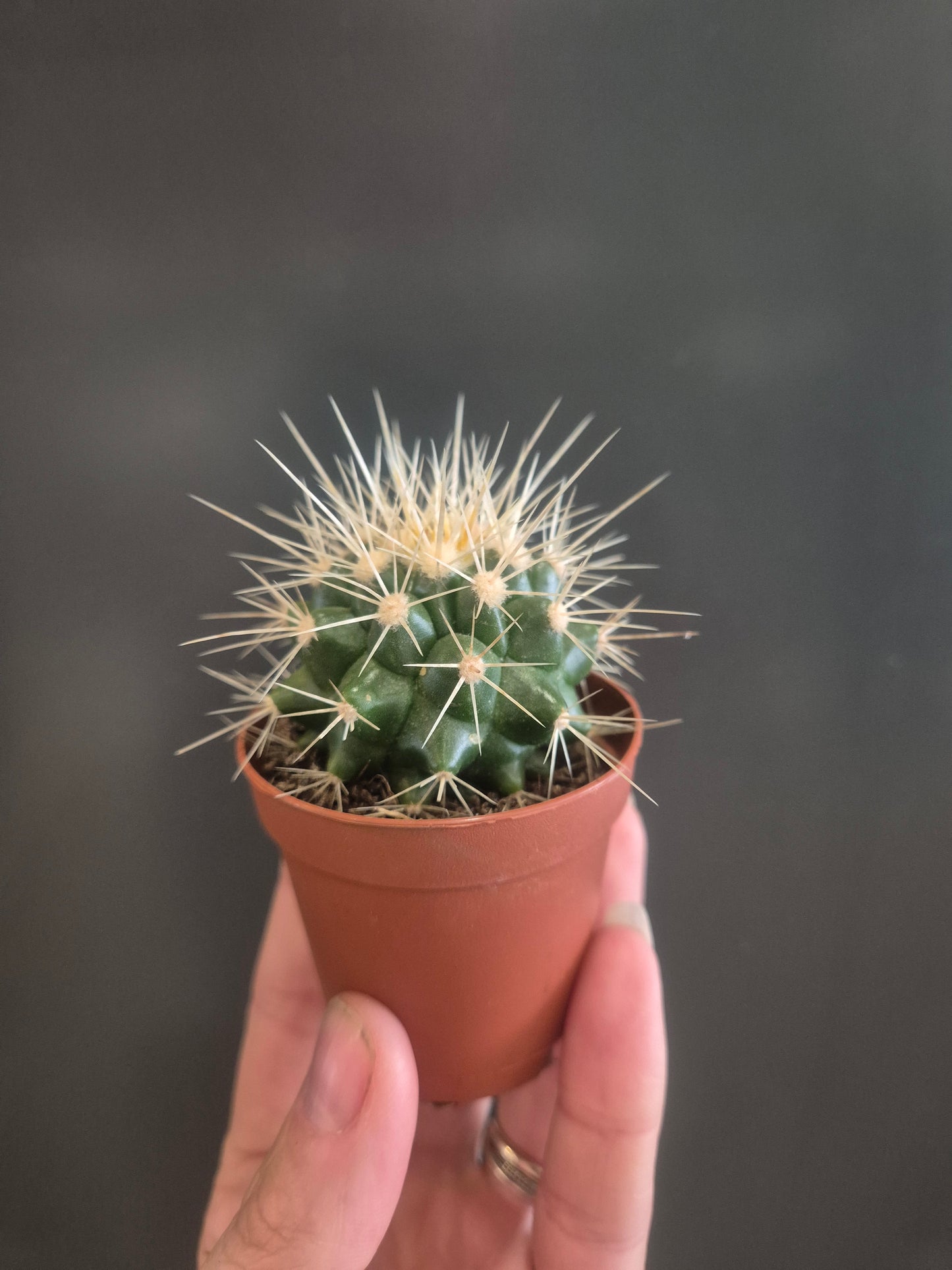 Golden Barrel Cactus  - Echinocactus grusonii - 5.5cm | Houseplant