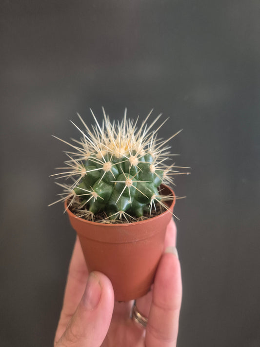 Golden Barrel Cactus  - Echinocactus grusonii - 5.5cm | Houseplant