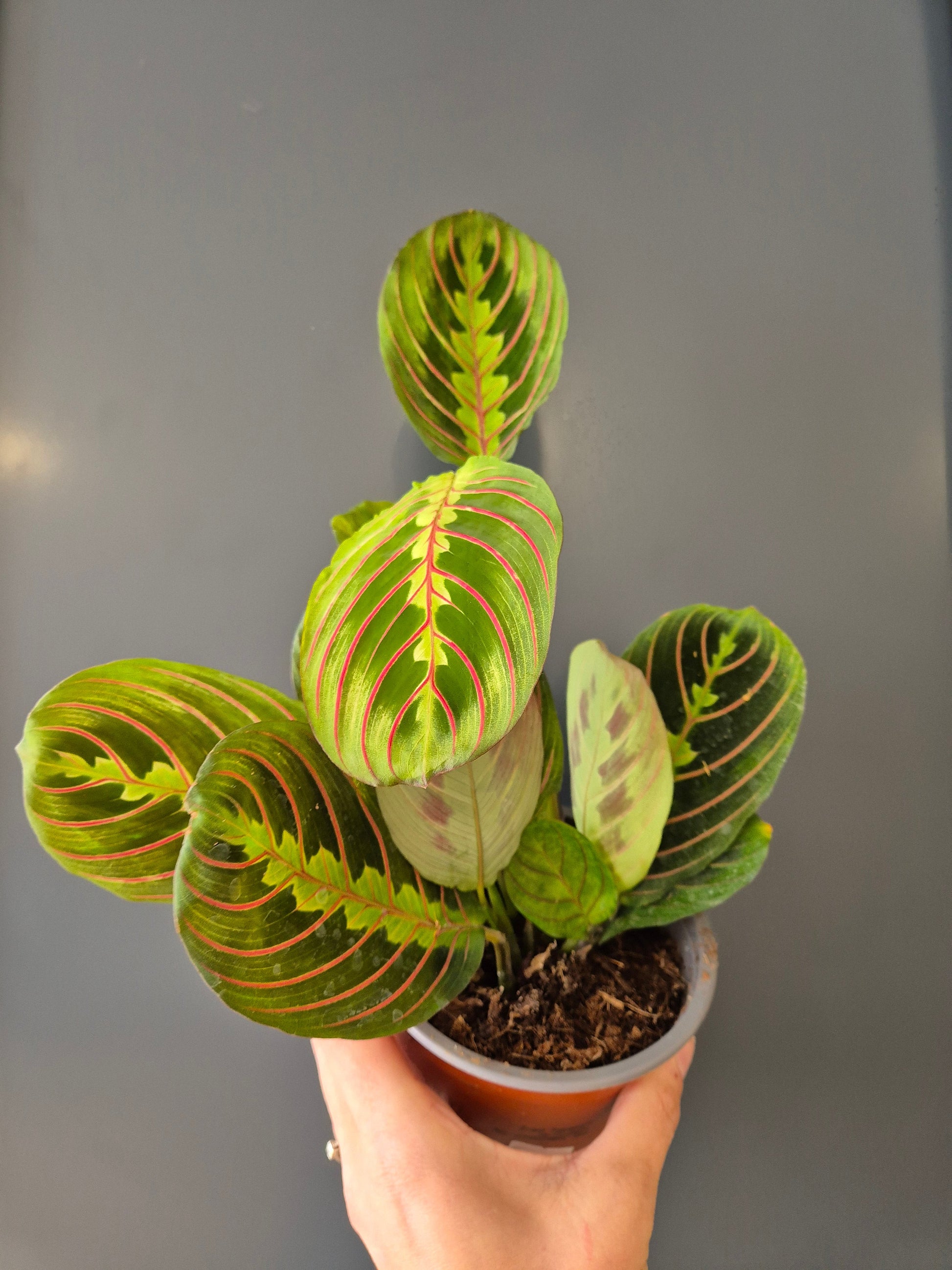 Houseplant Pack with 4 plants Plant Paradise By Gemma