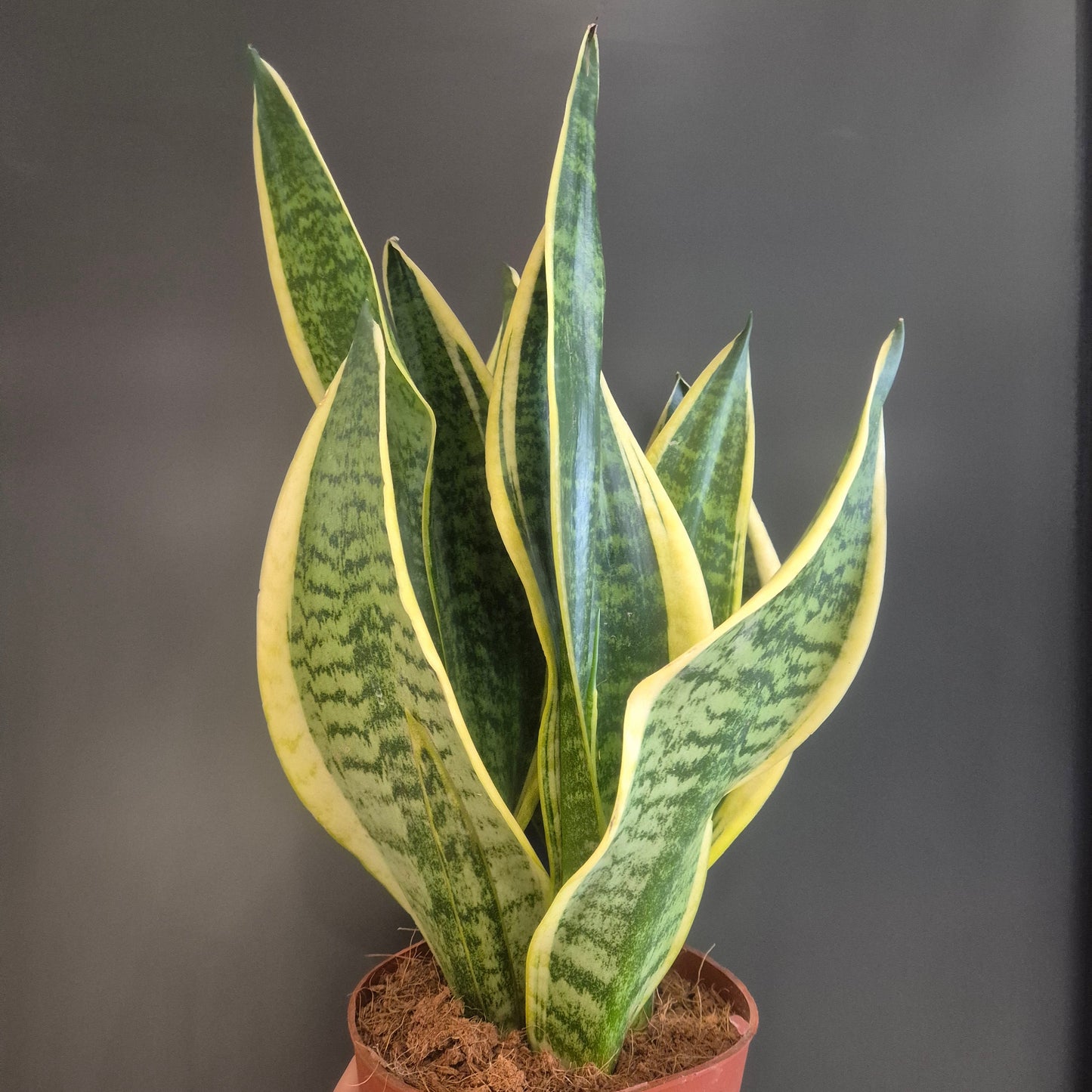 Sansevieria Futura Superba - Snake Plant - 14cm | Houseplant