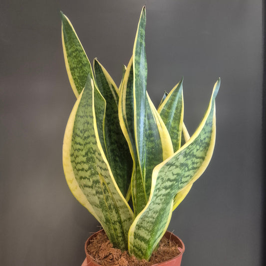 Sansevieria Futura Superba - Snake Plant - 14cm | Houseplant
