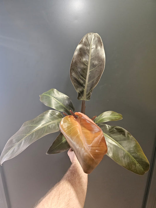 Philodendron Imperial Red | Houseplant Plant Paradise By Gemma