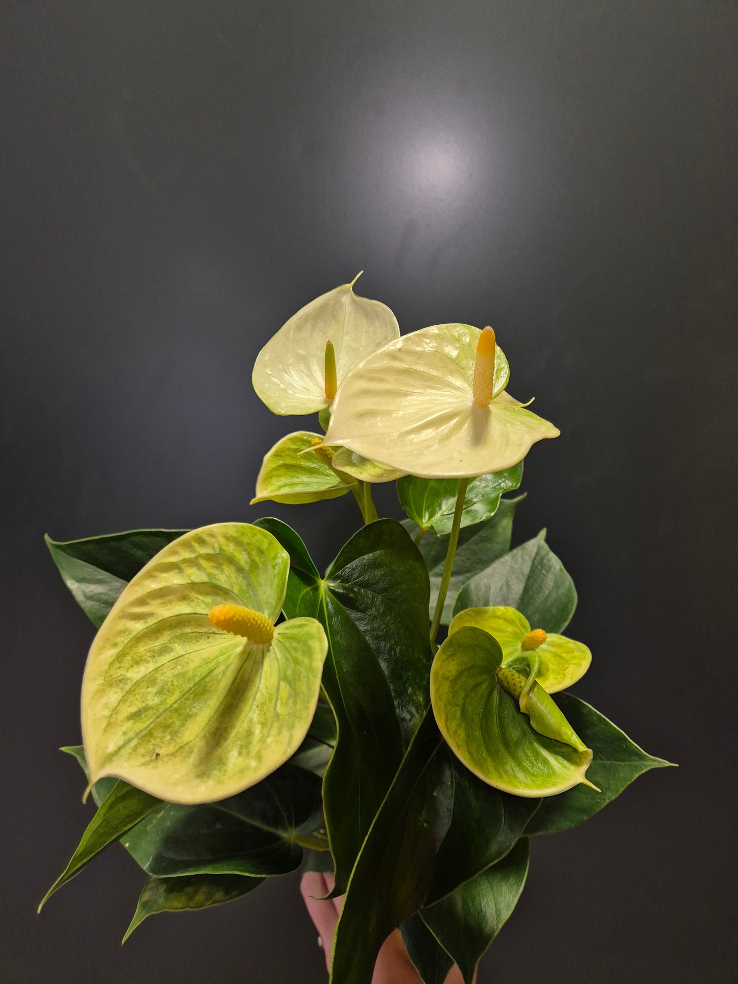 Anthurium White | Flamingo Flower | Houseplant