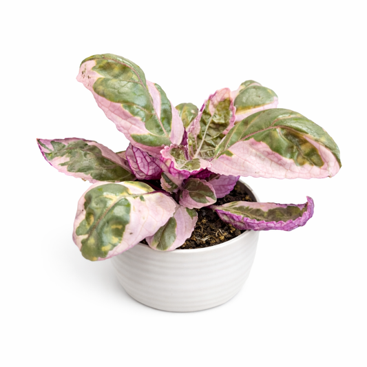 Snow White Waffle Plant - Hemigraphis - 6cm | Houseplant