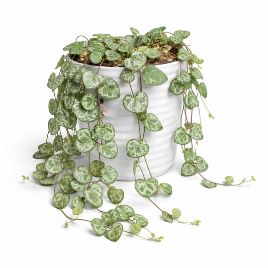 String of Hearts - Ceropegia Woodii - 9cm | Houseplant