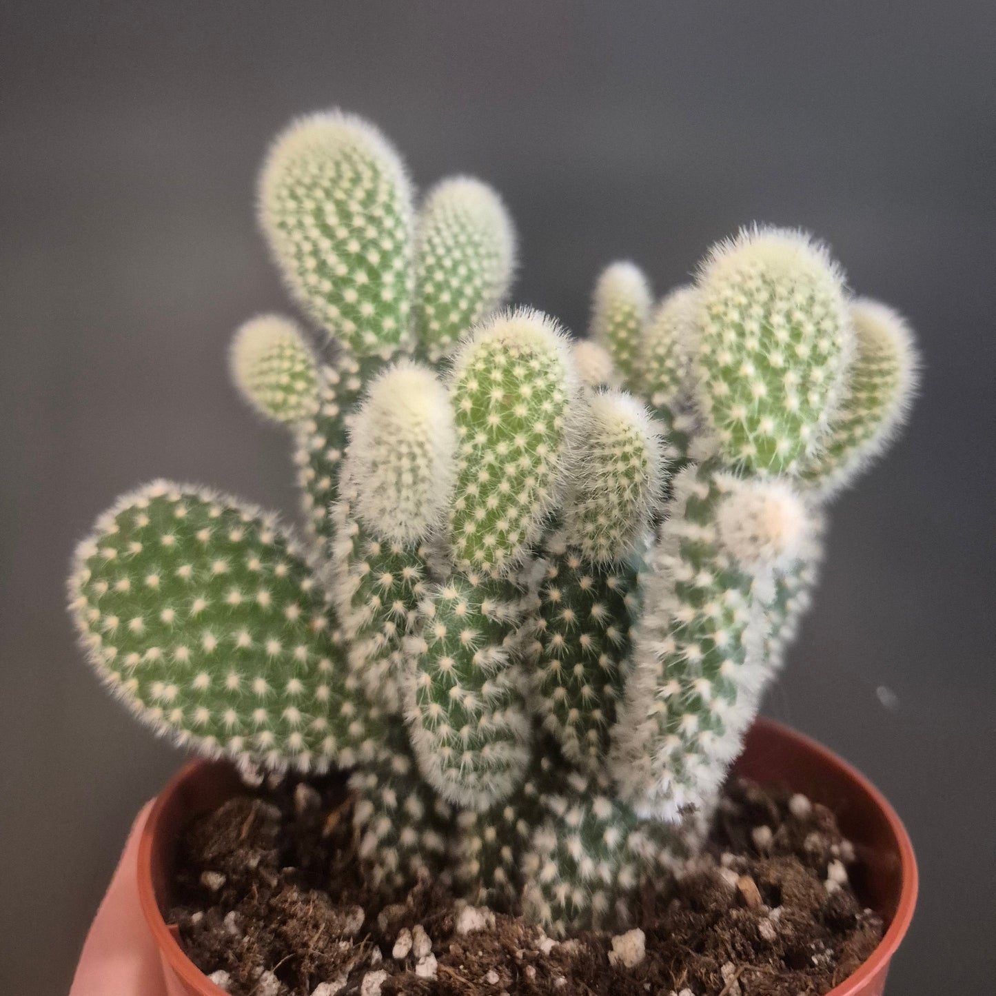 Potted cactus with a blurred dark background