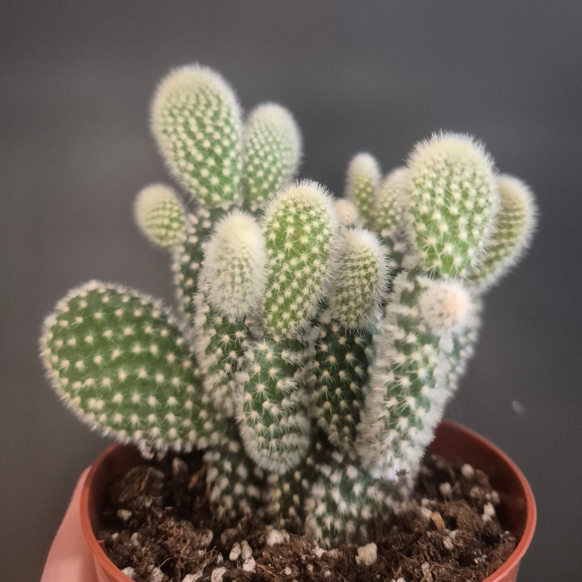 Potted cactus with a blurred dark background