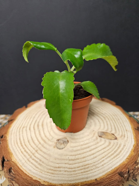 Mother of Thousands - Succulent | Houseplant