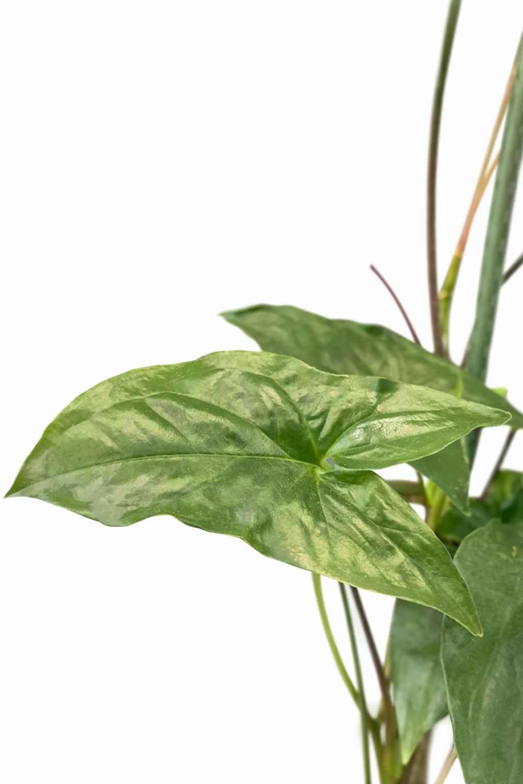 Syngonium Podophyllum - Arrowhead - 17cm | Houseplant