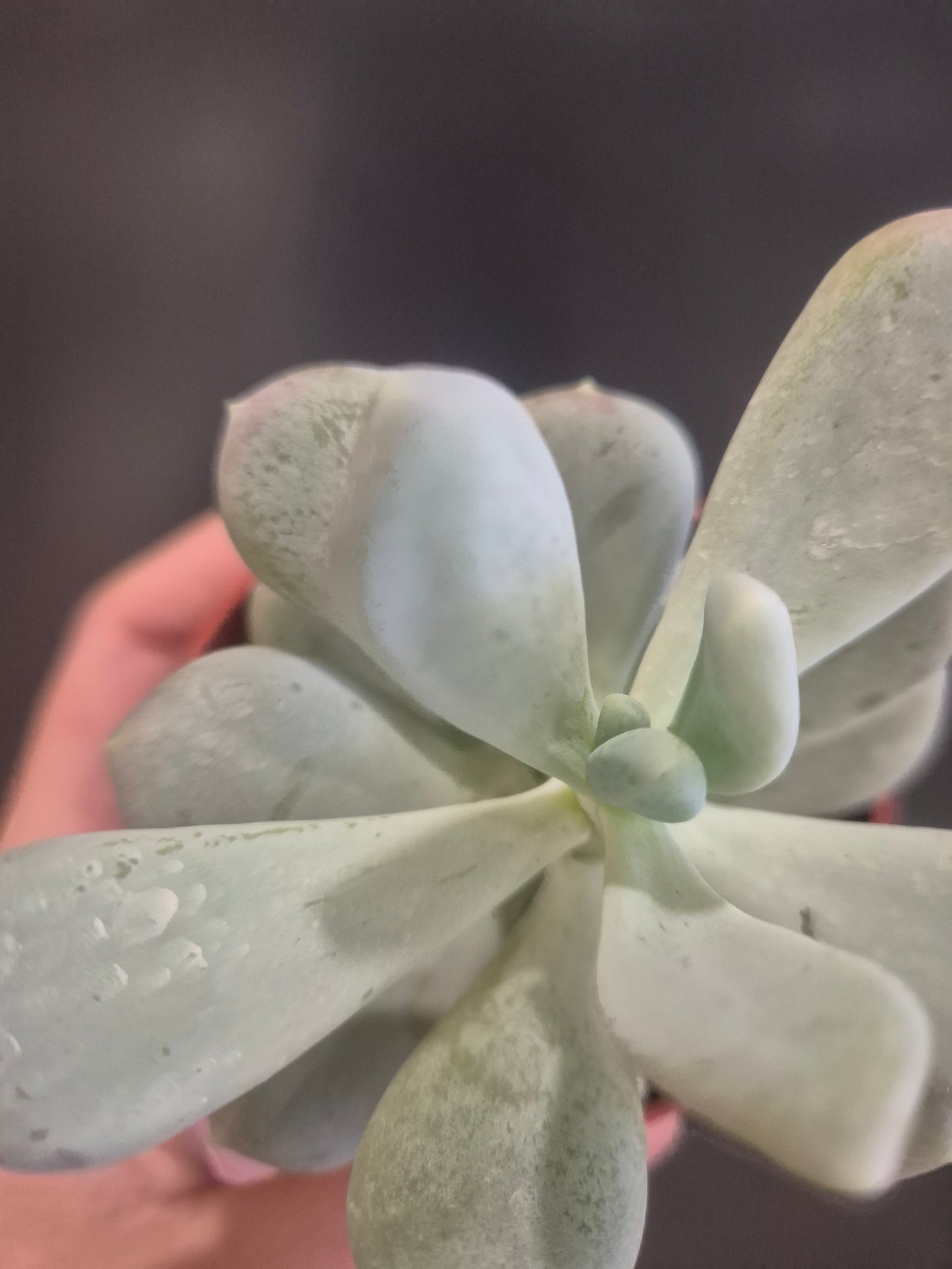 Pachyphytum oviferum - Moonstone - 8.5cm | Houseplant