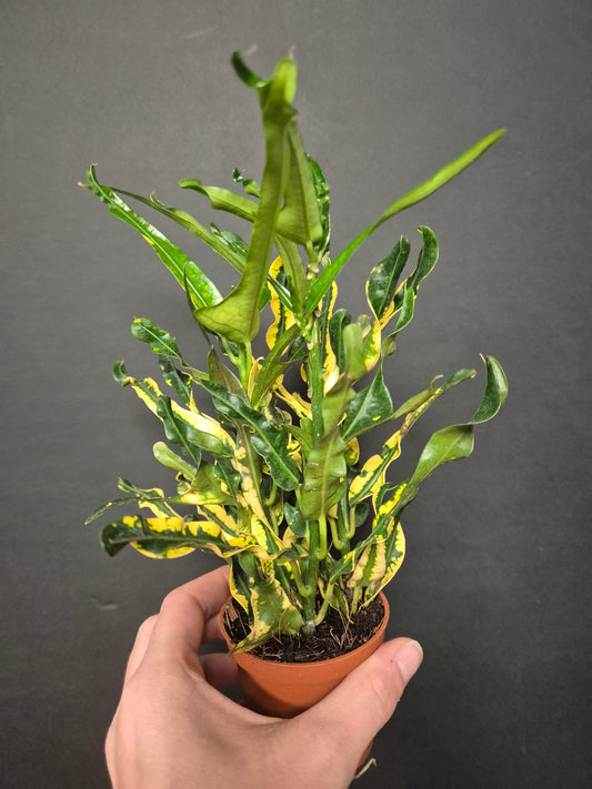Croton Variegatum Pictum - Codiaeum | Houseplant