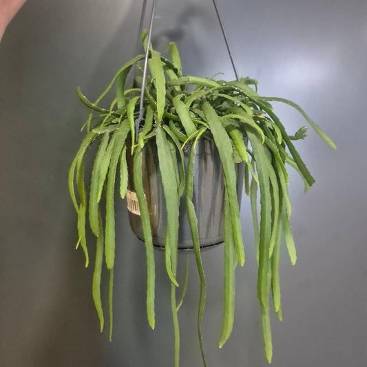 Green trailing plant on a dark background
