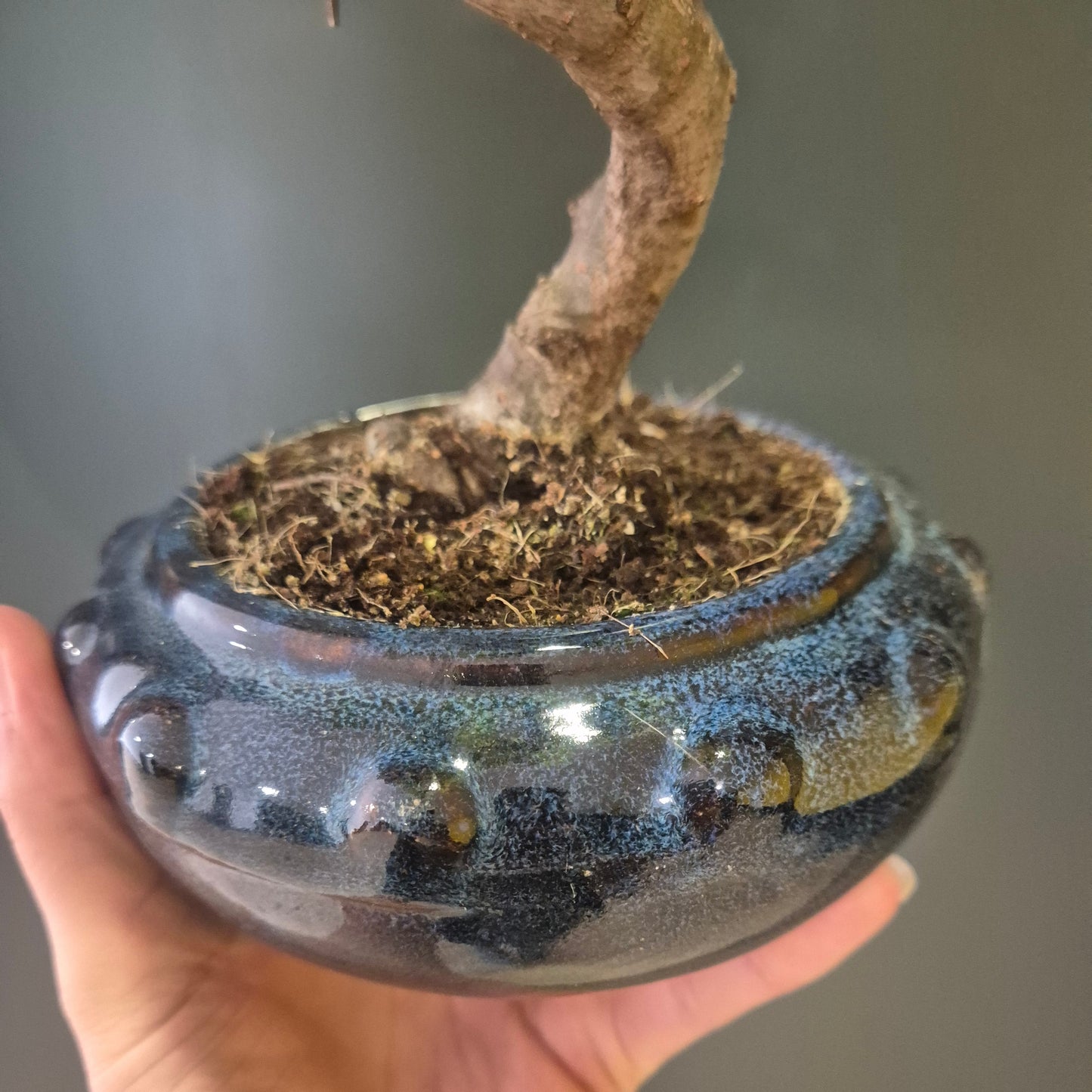 Bonsai Zelkova - Japanese Elm - 17cm | Houseplant