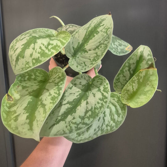 Green and white patterned plant held by a hand against a dark background