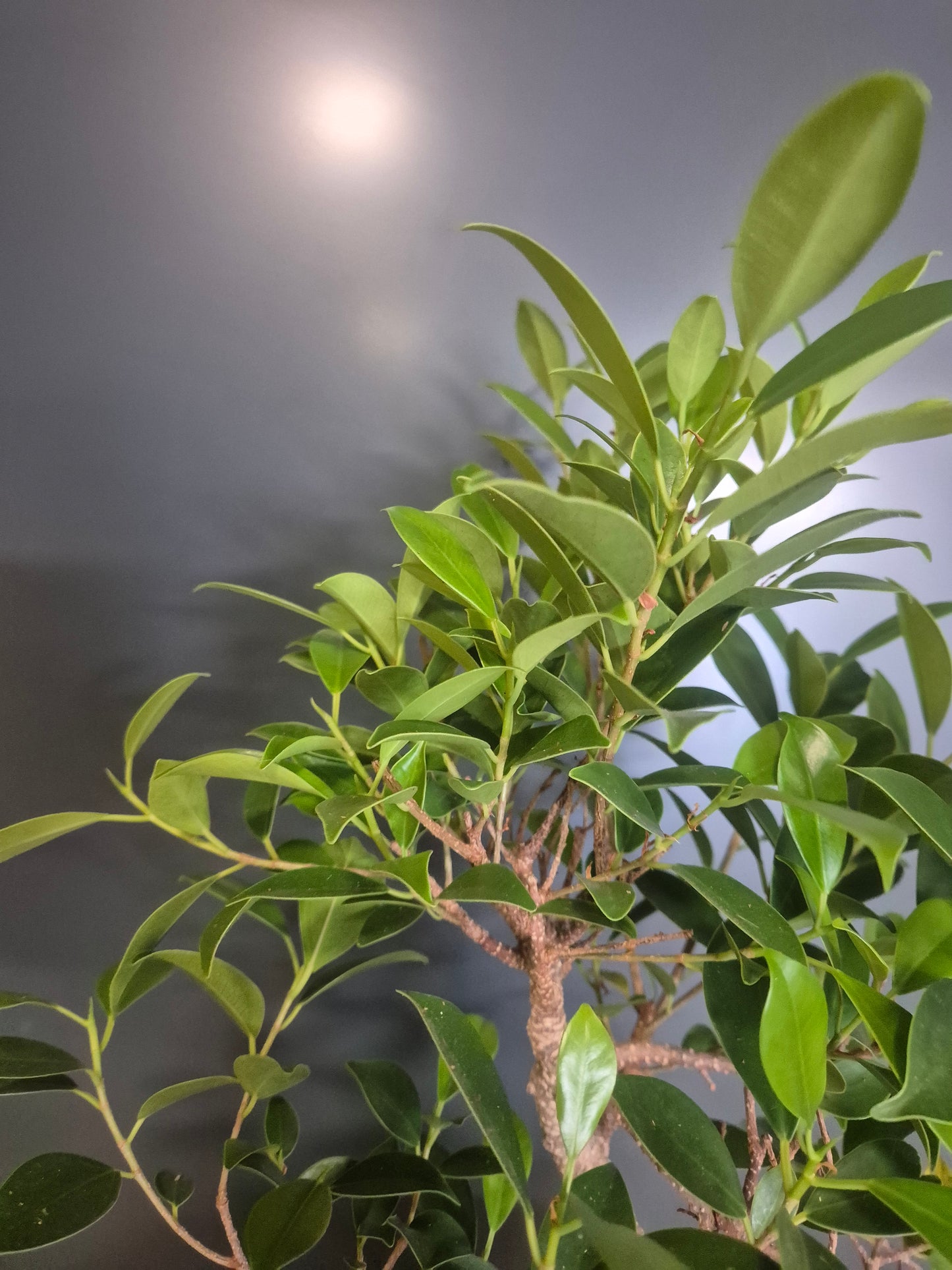 Bonsai Ficus Retusa - Ficus microcarpa - 15cm | Houseplant