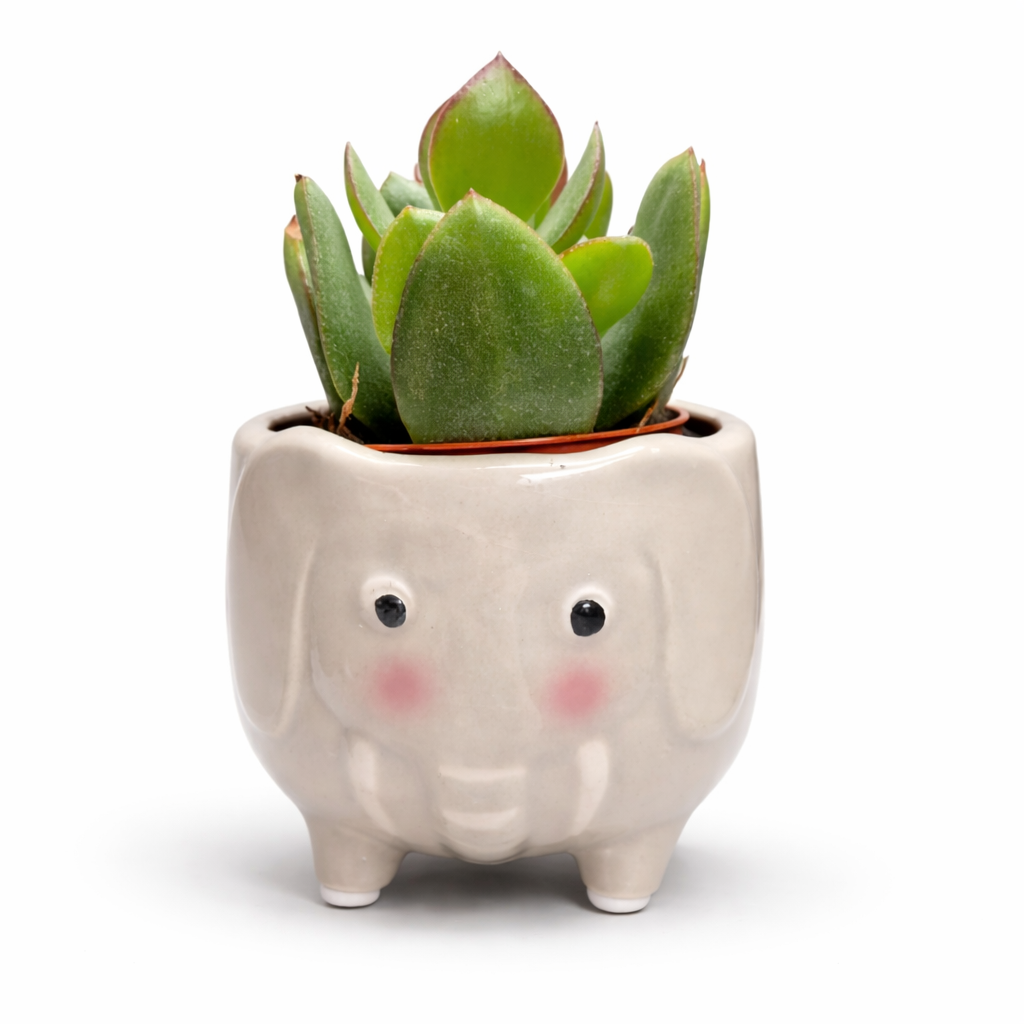 Echevieria and Ceramic Pot - 8cm | Houseplant