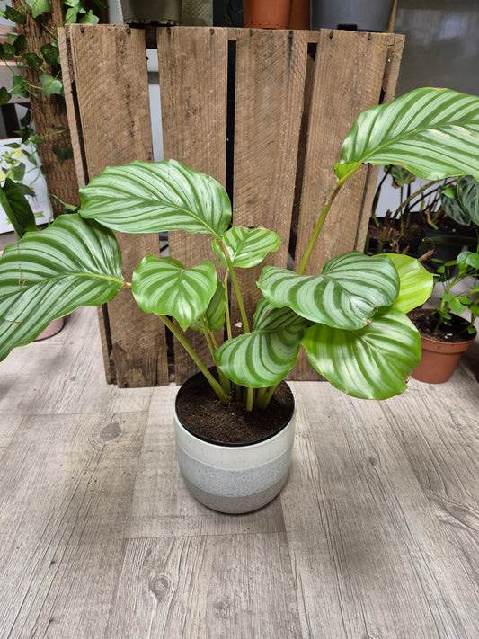 Calathea Orbifolia | Cabbage Leaf | Houseplant | 14cm