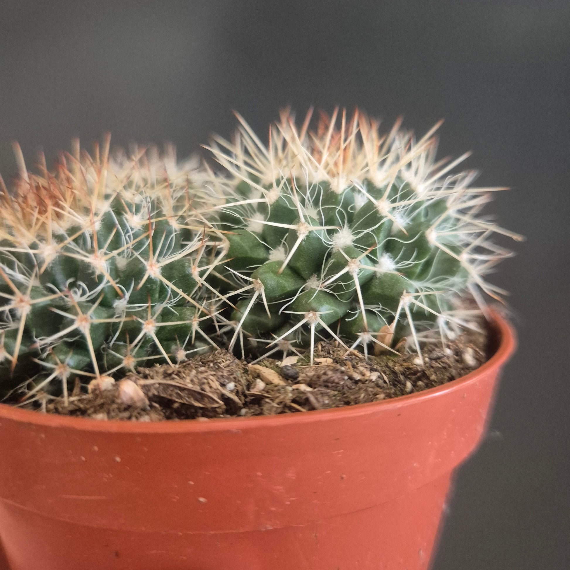 Small cactus plant in a pot held by a hand against a dark background