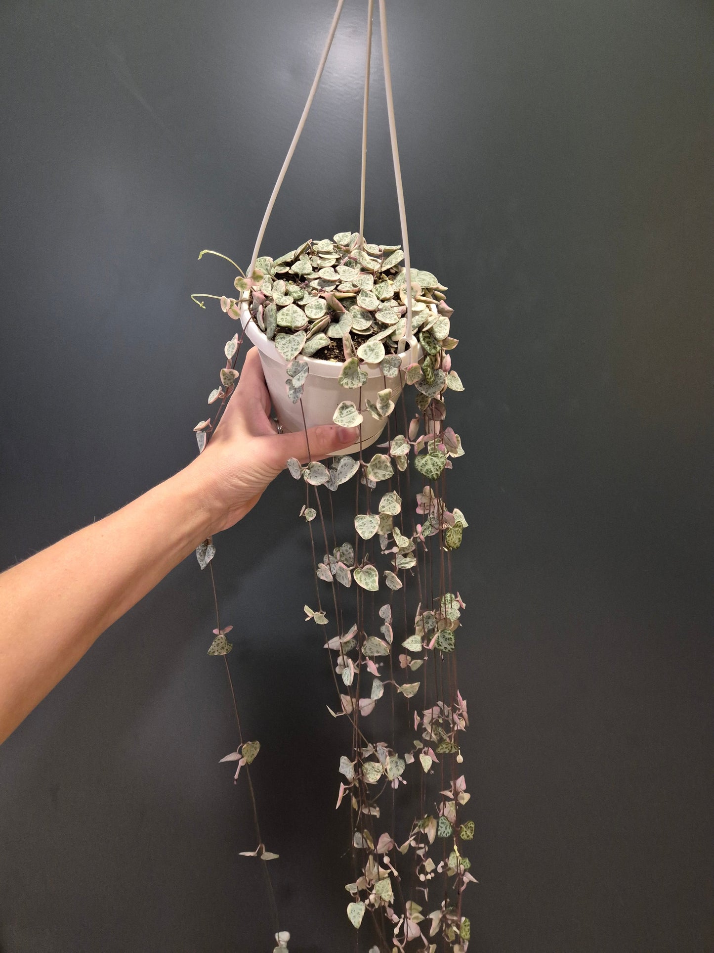 Ceropegia Woodii Variegata | String of Hearts | Houseplant Plant Paradise By Gemma