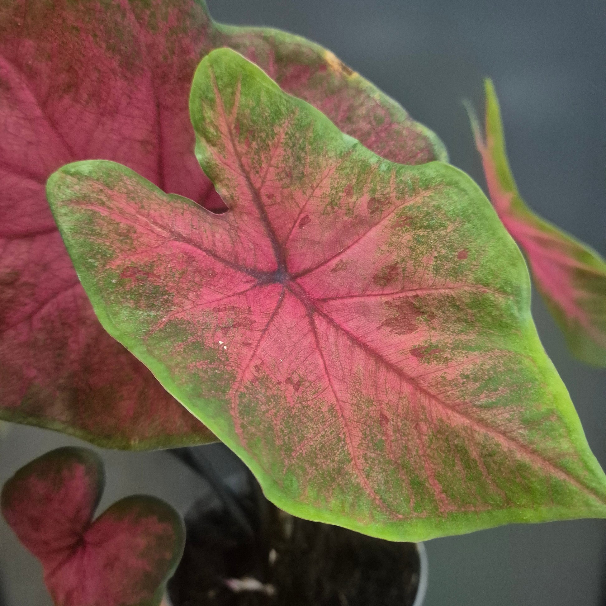 Close-up of a Caladium plant with pink and green leaves.