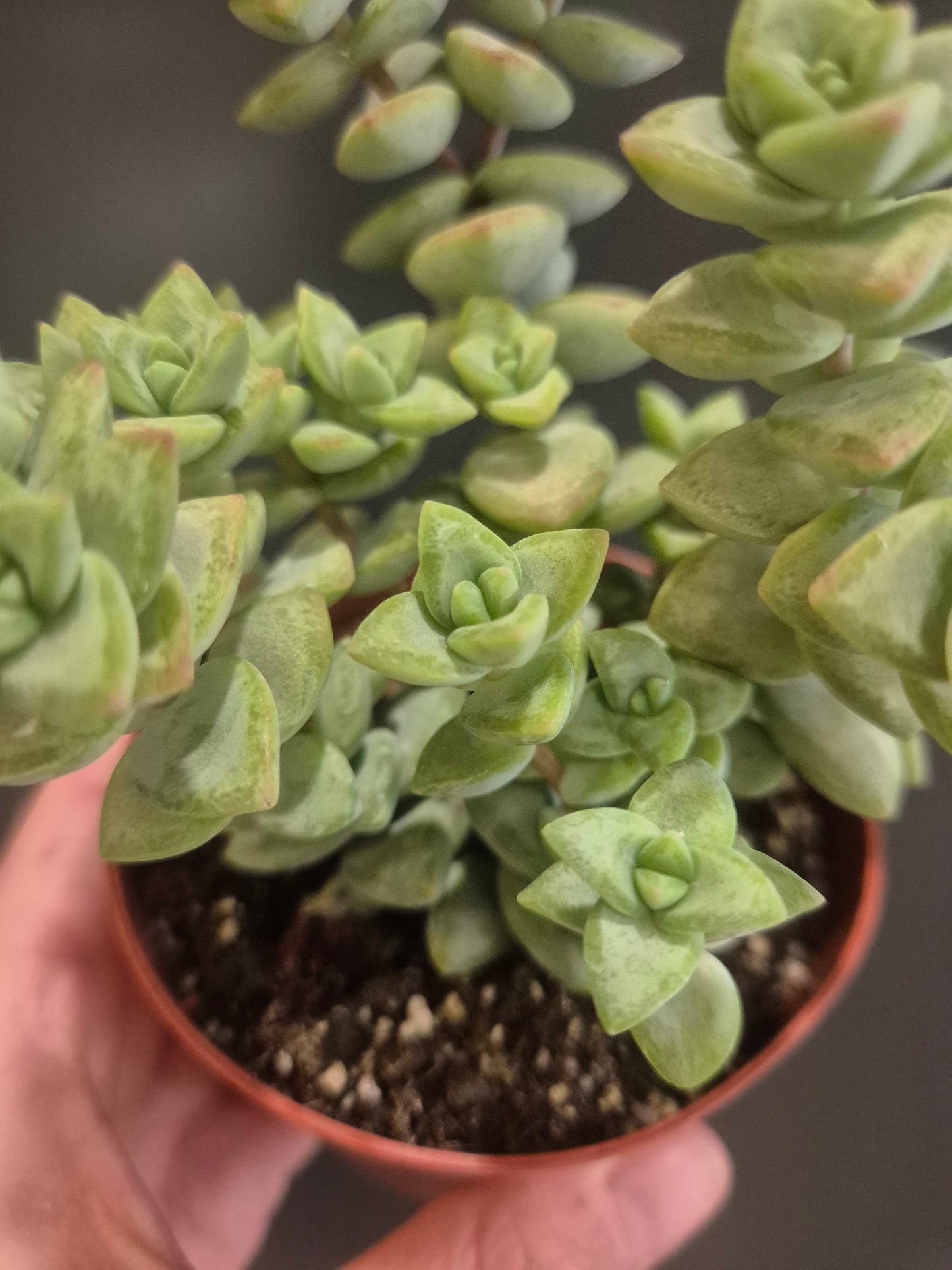 Crassula rupestris - String of Buttons - 8.5cm | Houseplant