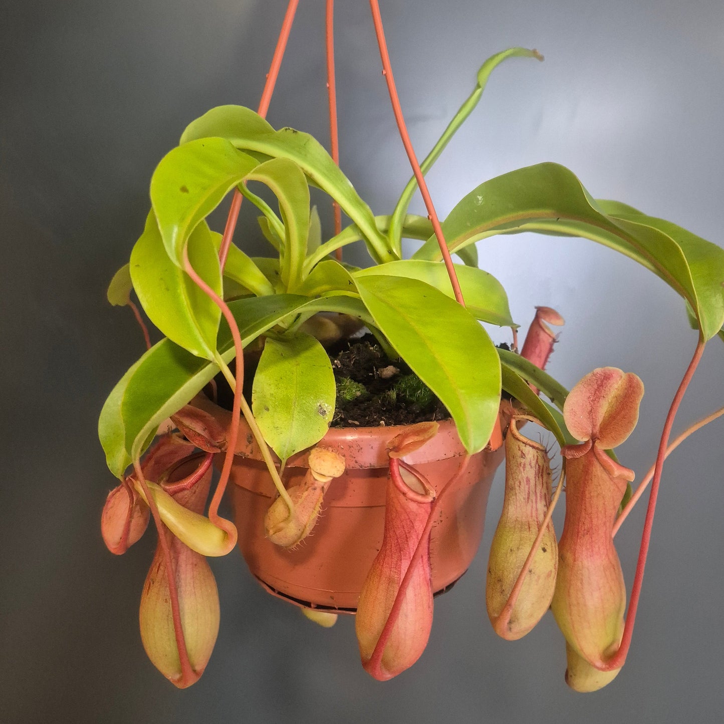 Monkey Jar Pitcher Plant - Nepenthes - 14cm | Houseplant