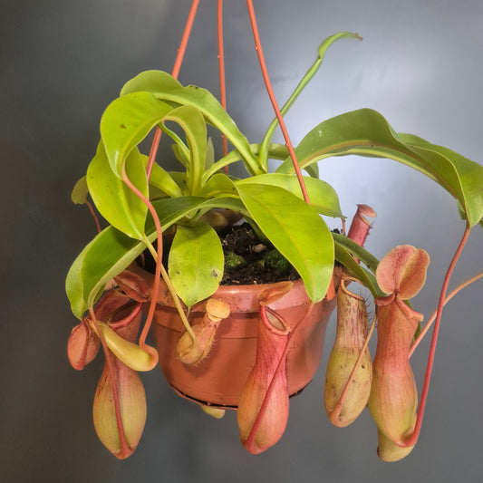 Monkey Jar Pitcher Plant - Nepenthes - 14cm | Houseplant