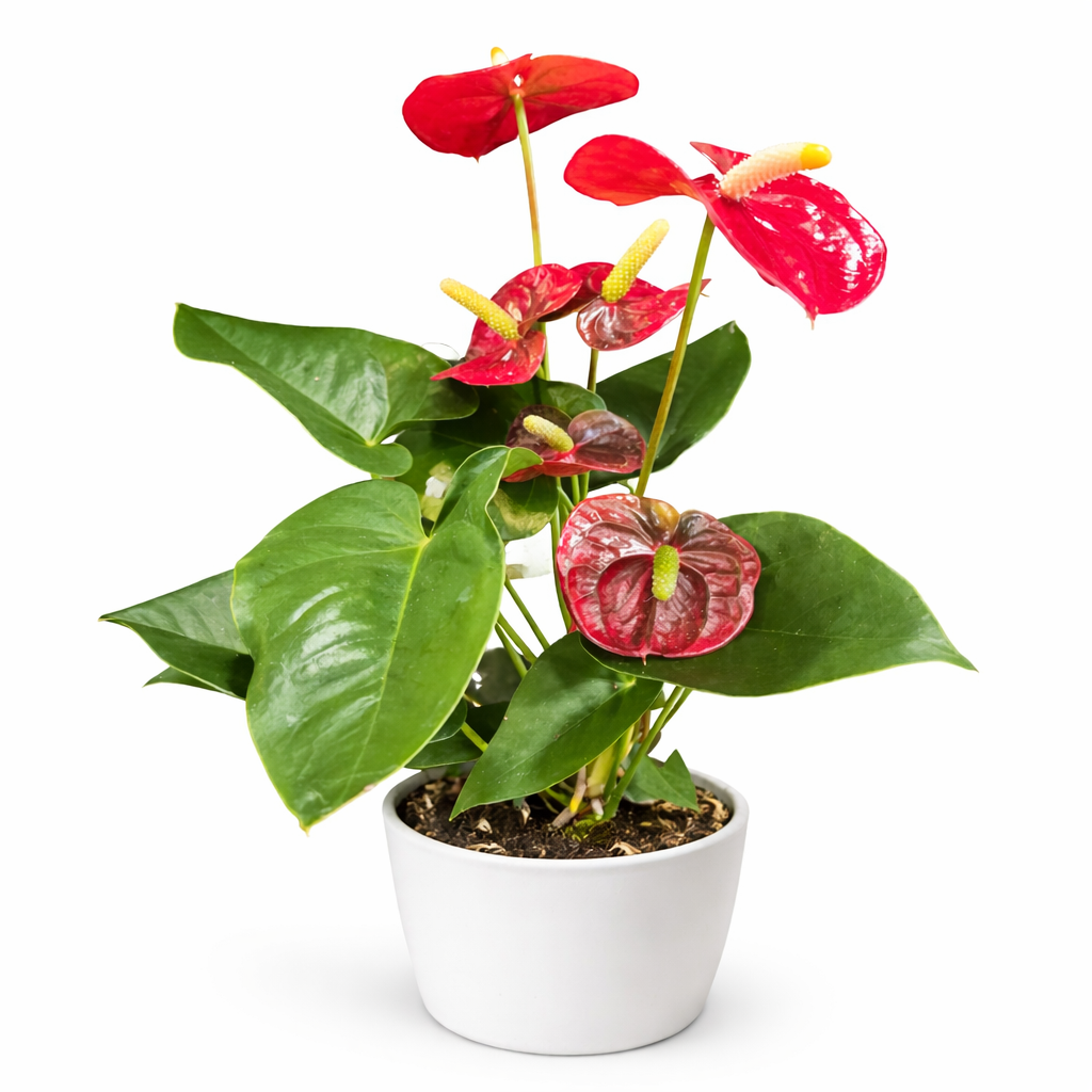Potted plant with red flowers and green leaves on a white background