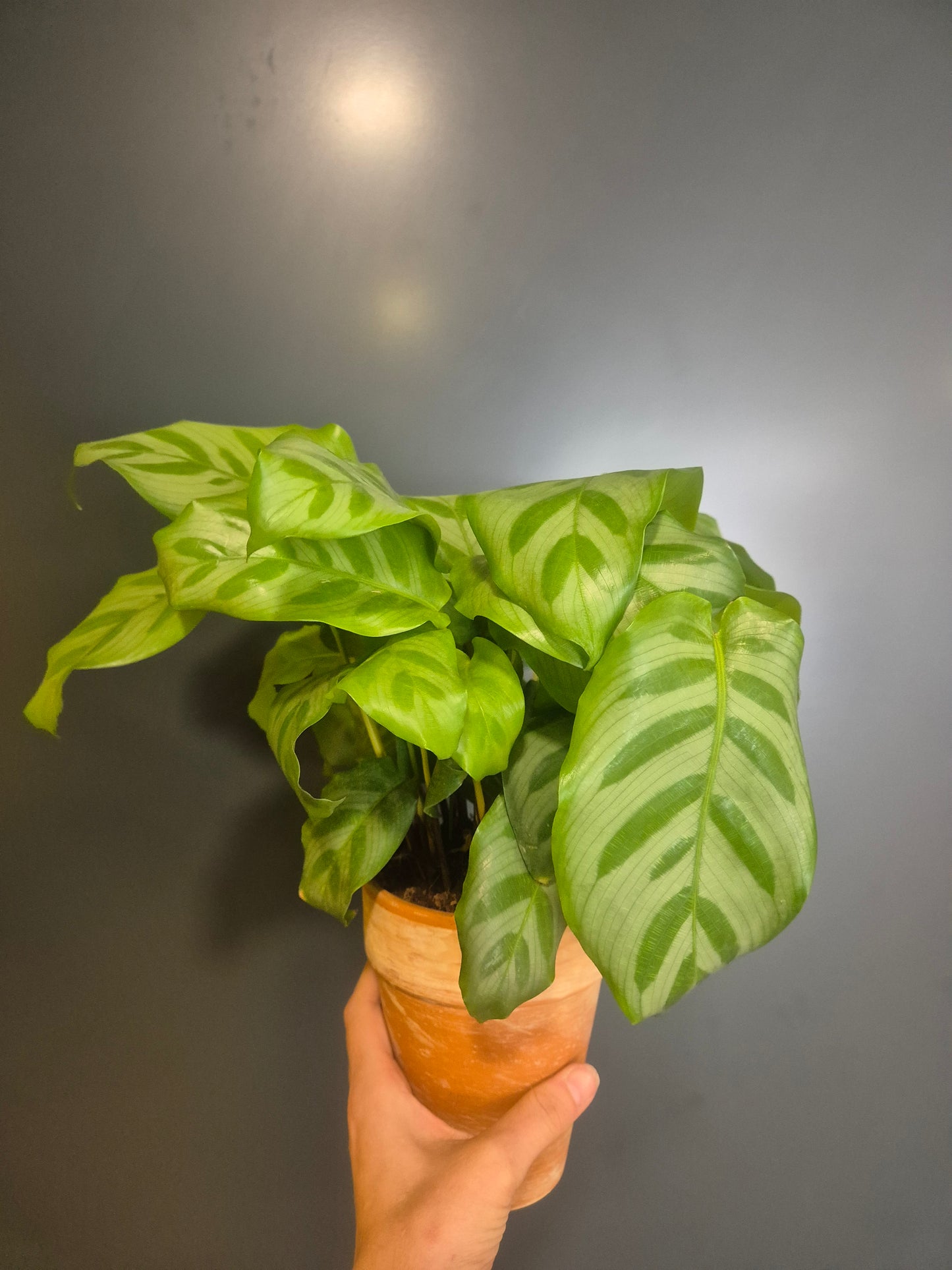 Calathea Freddie - Prayer Plant - 14cm | Houseplant
