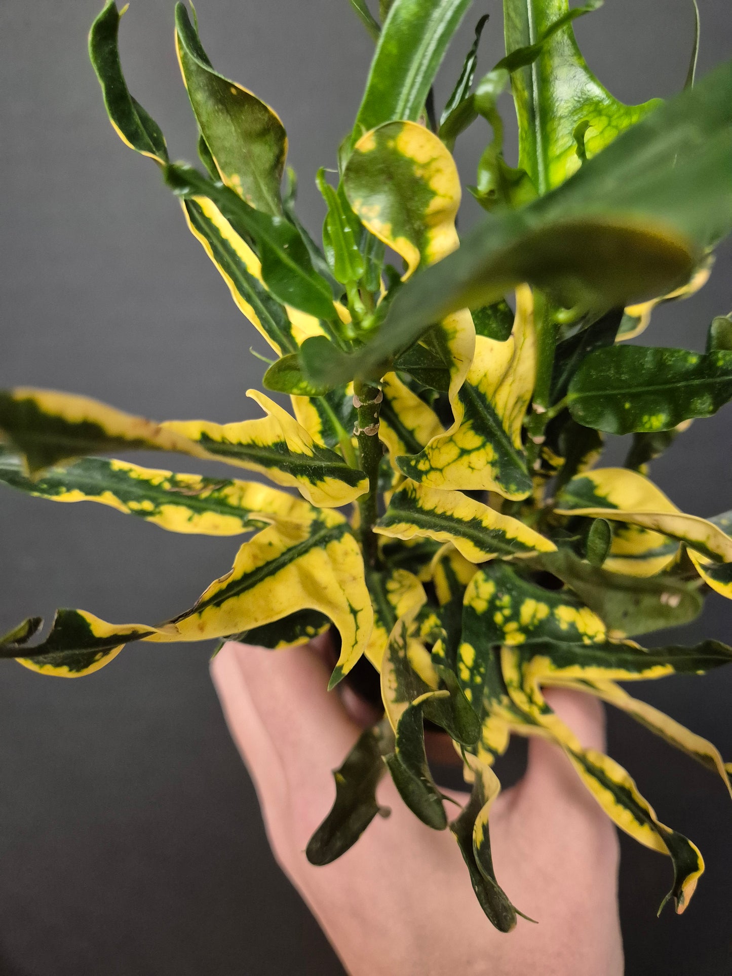 Croton Variegatum Pictum - Codiaeum | Houseplant