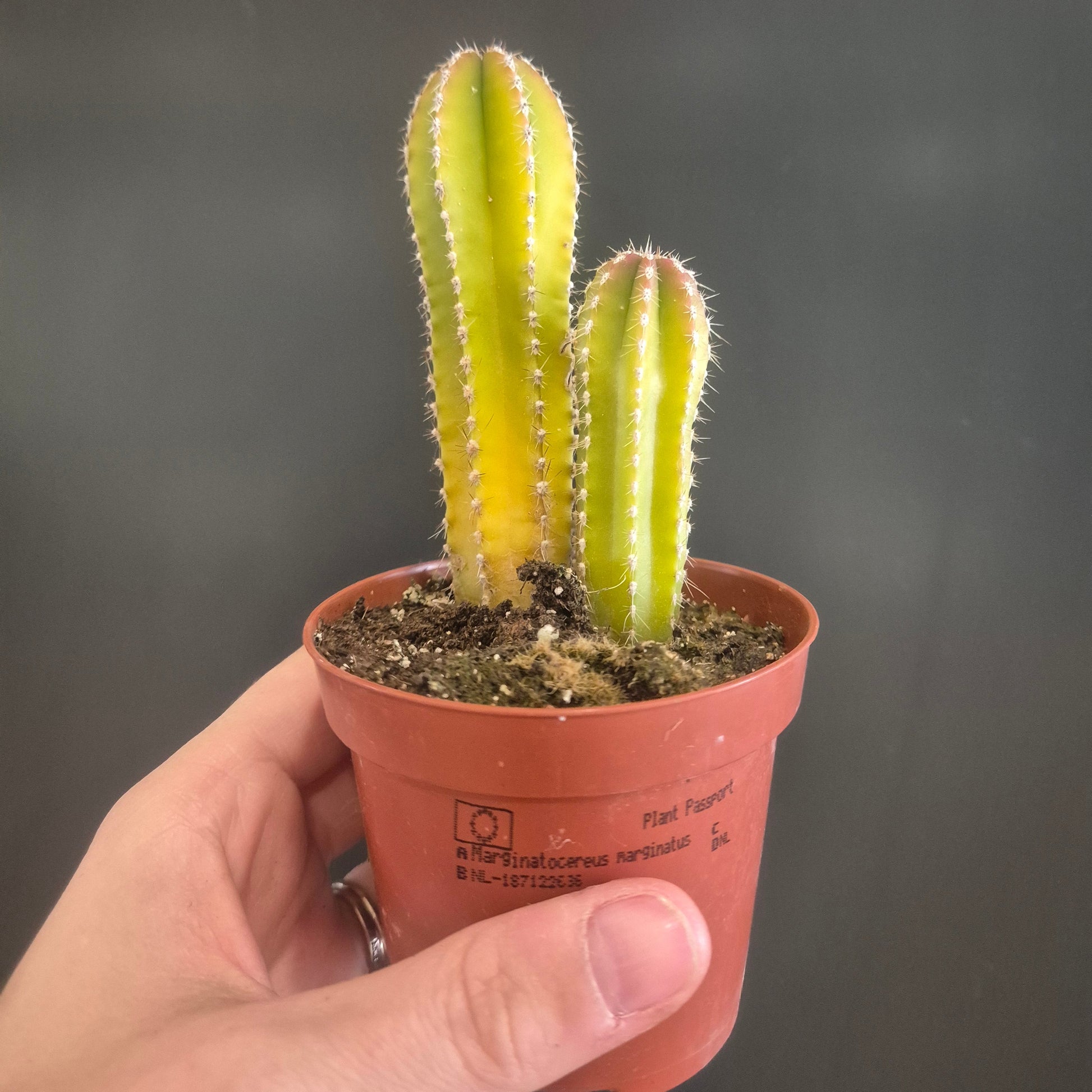 Hand holding a small cactus in a pot against a dark background