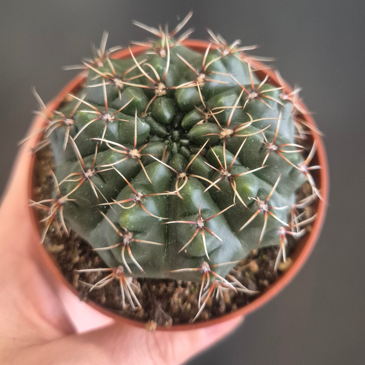 Small cactus plant held in a hand against a dark background