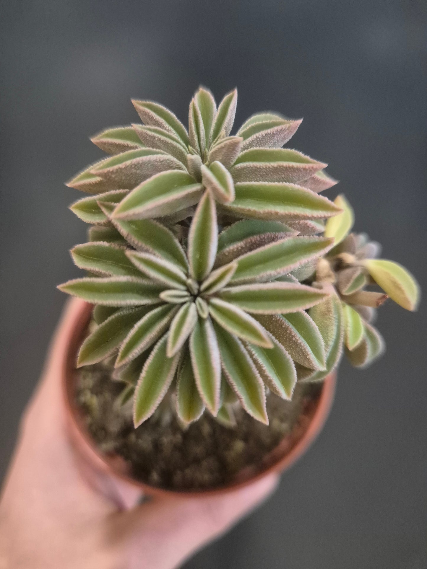 Peperomia asperula - Taco Plant - 8.5cm | Houseplant