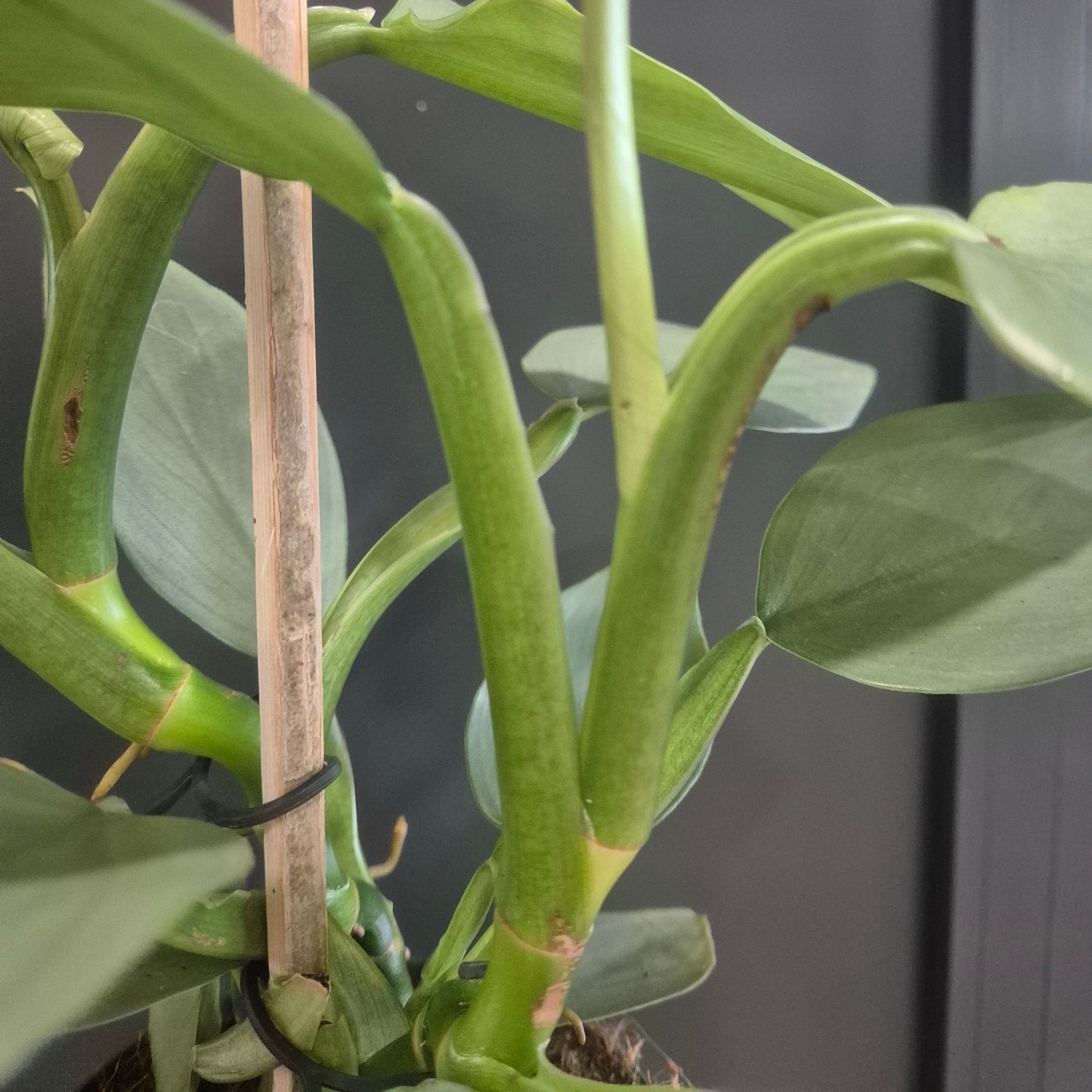 Philodendron Silver Sword - 14cm | Houseplant