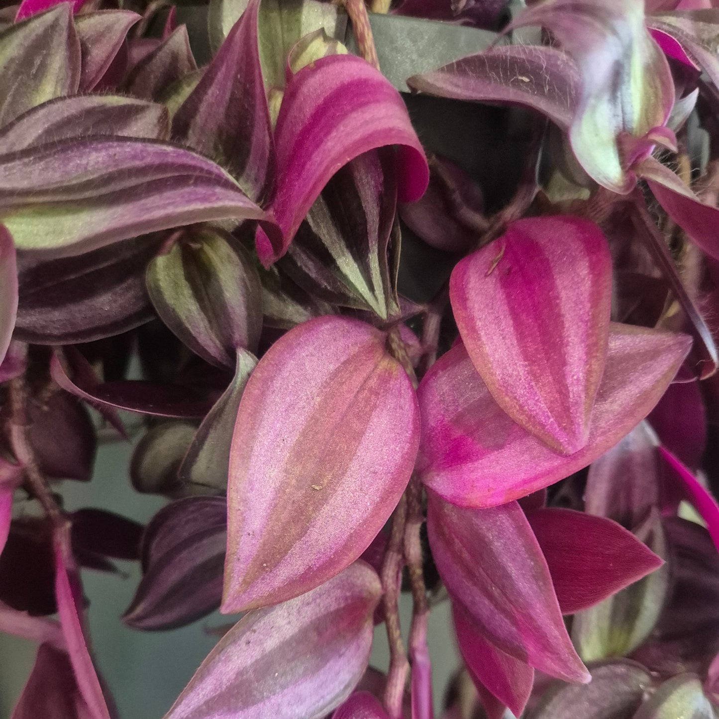 Tradescantia Zebrina Deep Purple - Silver Inch - 17cm | Houseplant