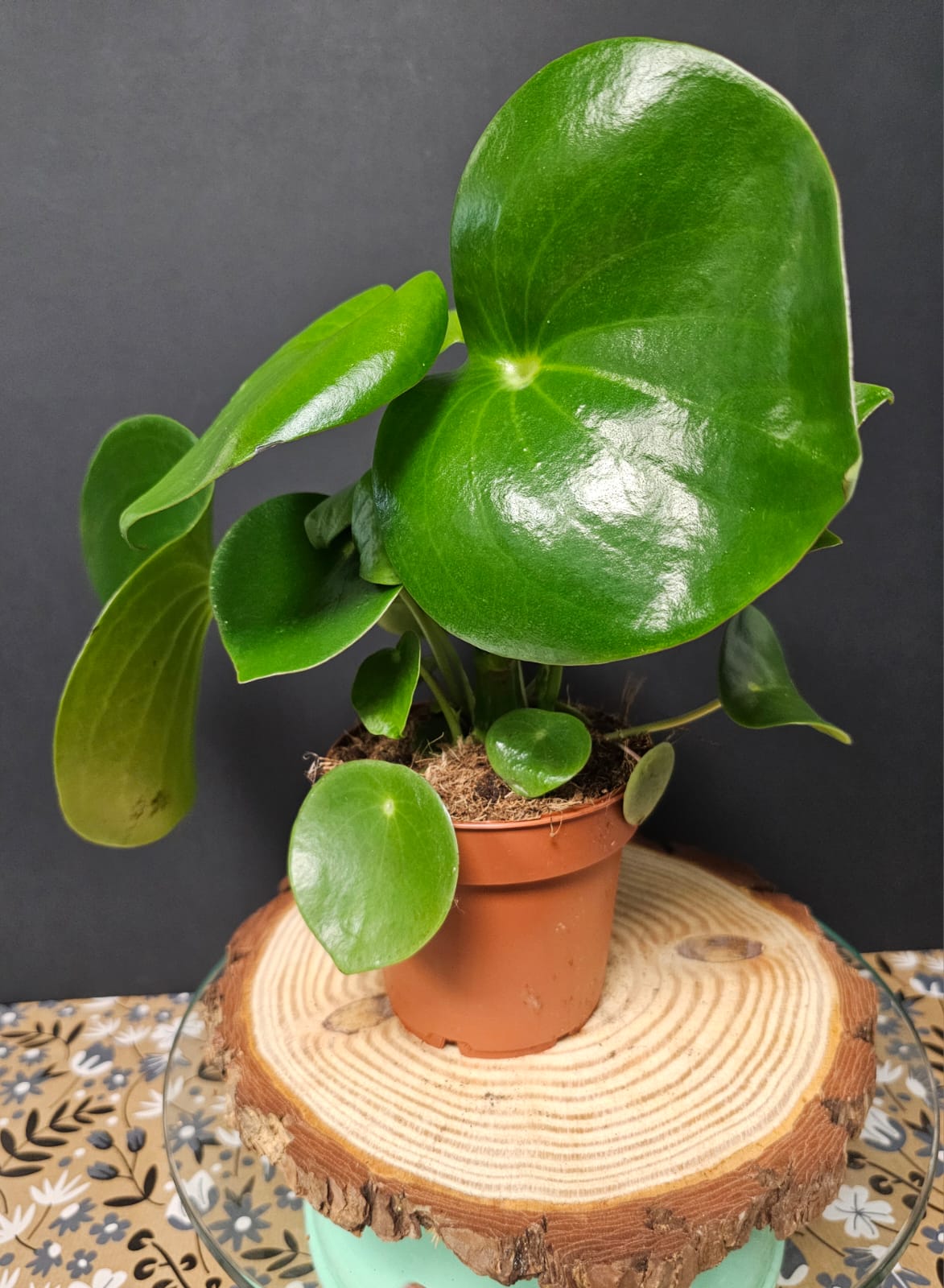 Peperomia Raindrop - Radiator Plant | Houseplant