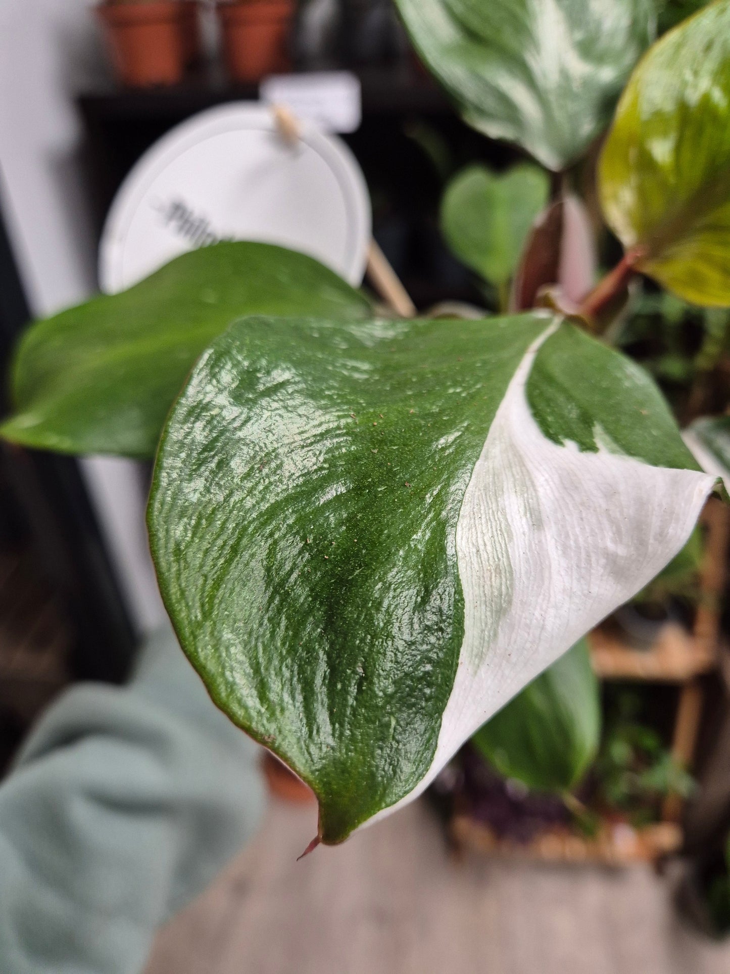 Philodendron White Knight | Houseplant Plant Paradise By Gemma