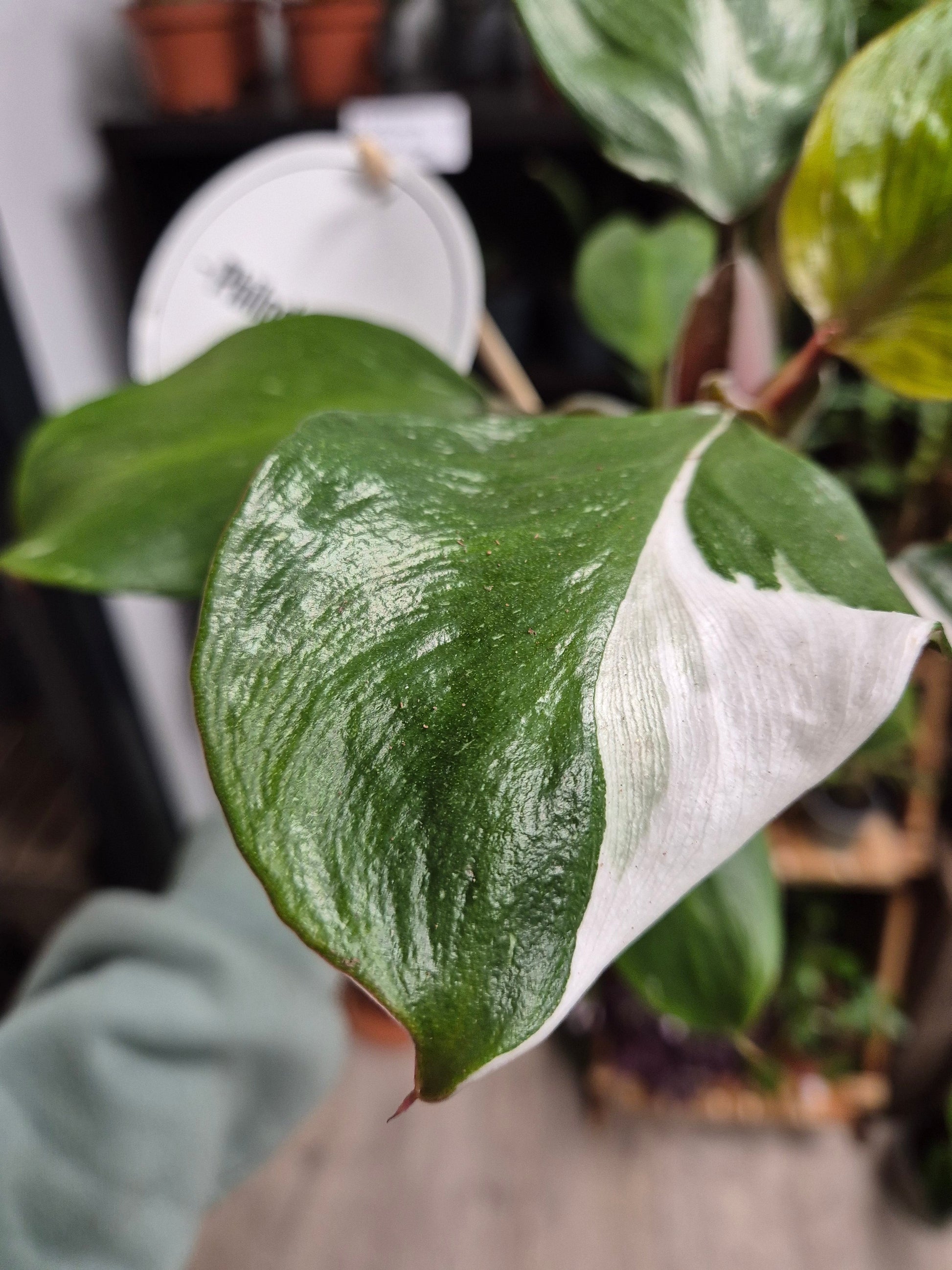 Philodendron White Knight | Houseplant Plant Paradise By Gemma