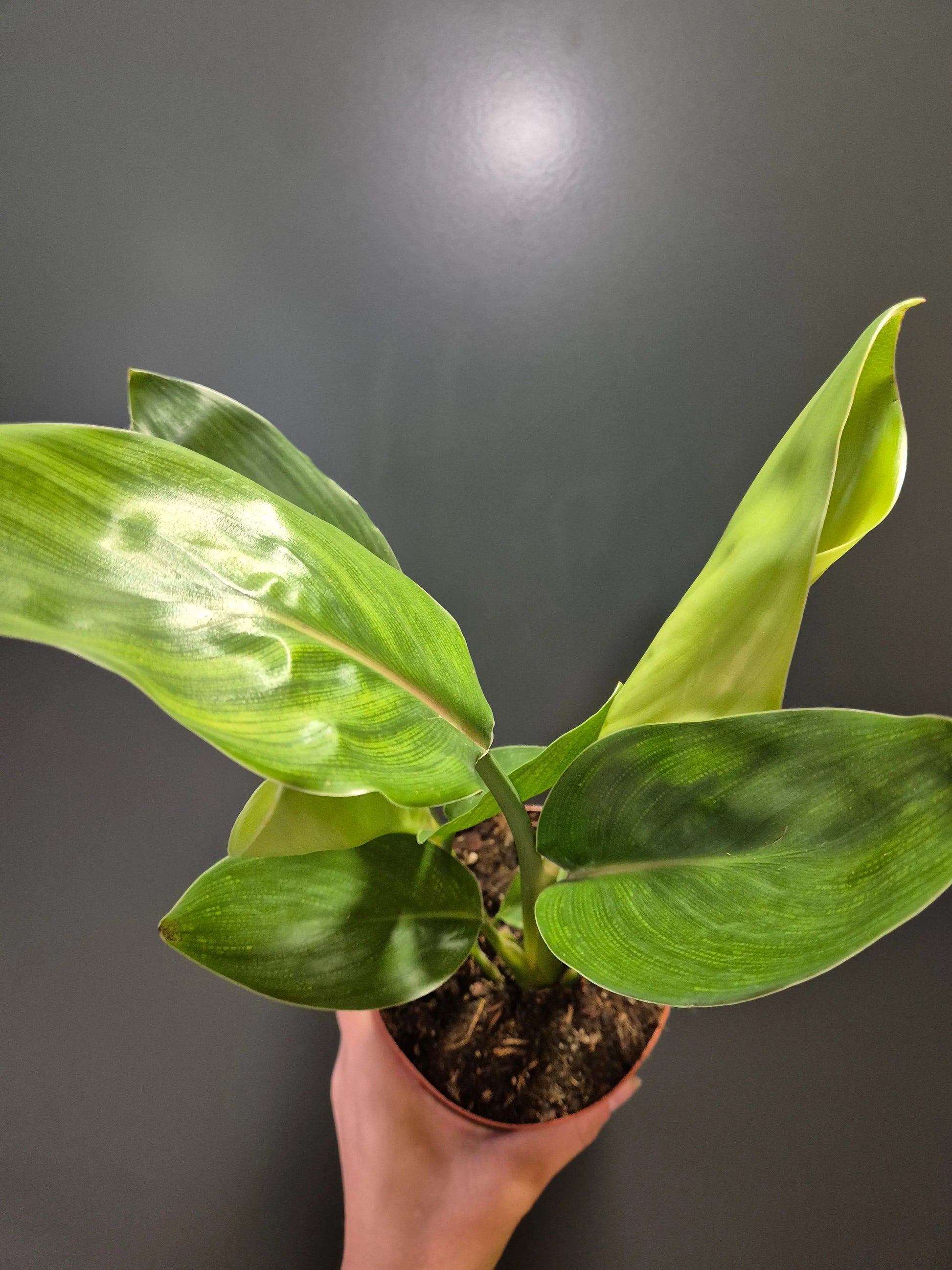 Strelitzia Reginae | Bird Of Paradise | Houseplant Plant Paradise By Gemma