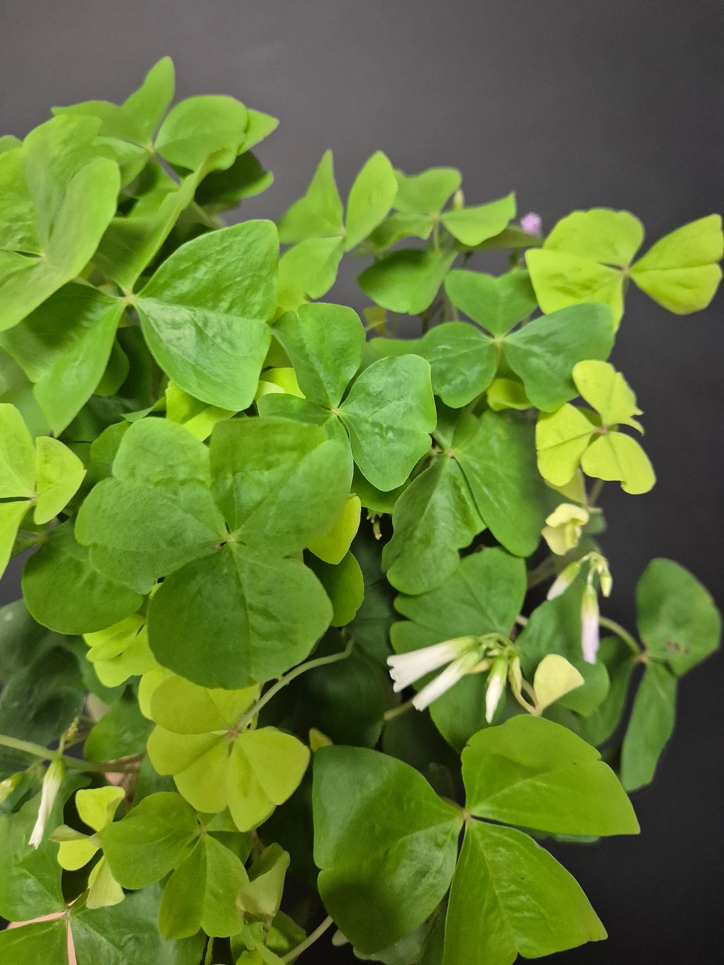 Oxalis Triangularis Green - Butterfly Plant | Houseplant