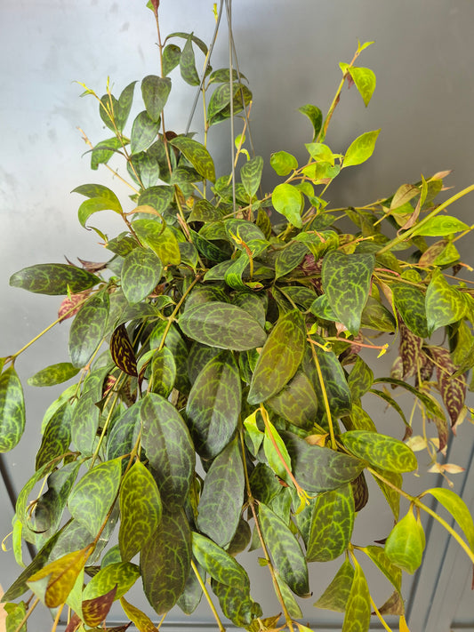 Aeschynanthus Marmoratus - Zebra Vine | Houseplant