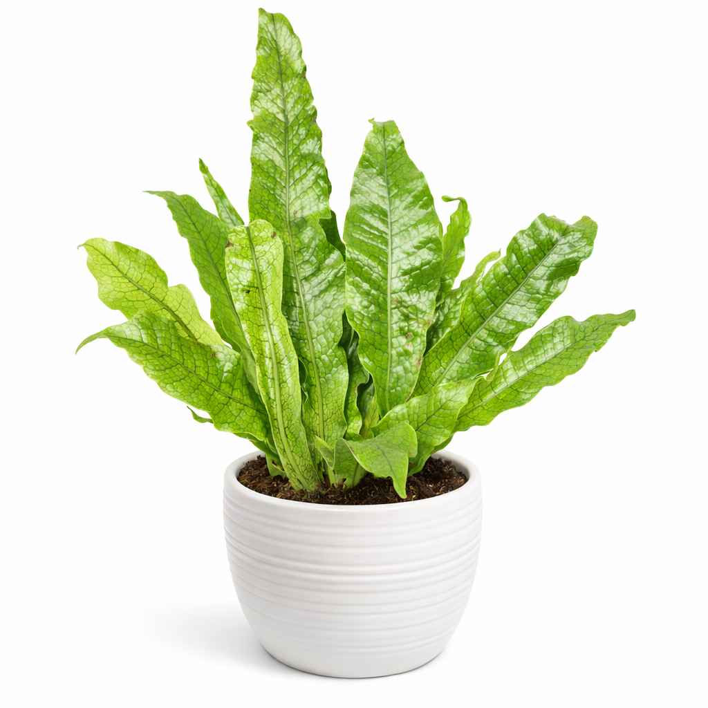 Potted green plant on a white background