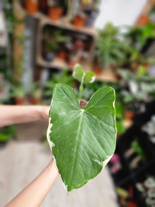 Alocasia Mickey Mouse - Elephant Ear - Houseplant