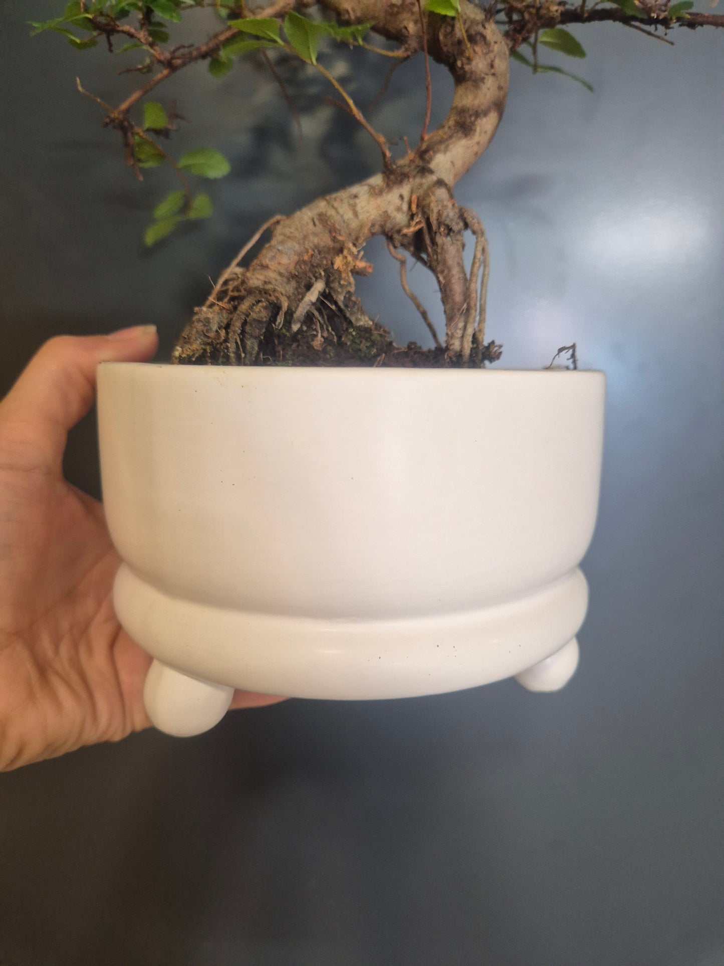 Bonsai Ficus Retusa - Ficus microcarpa - 15cm | Houseplant