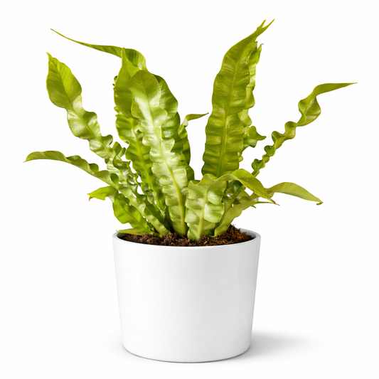 Asplenium Nidus - Crispy Wave Fern - 12cm | Houseplant