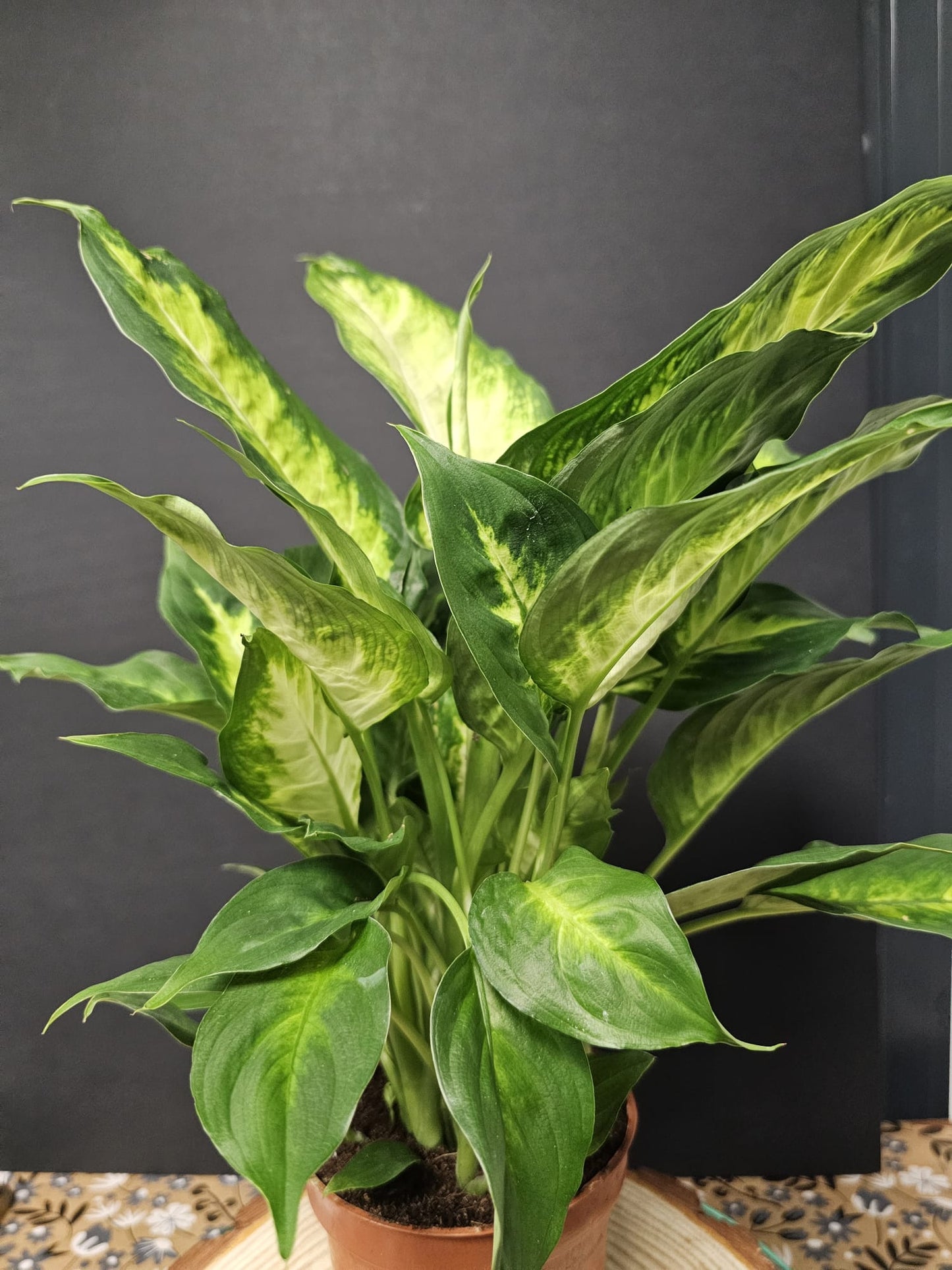 Dieffenbachia - Dumb Cane 'Camilla' | Houseplant