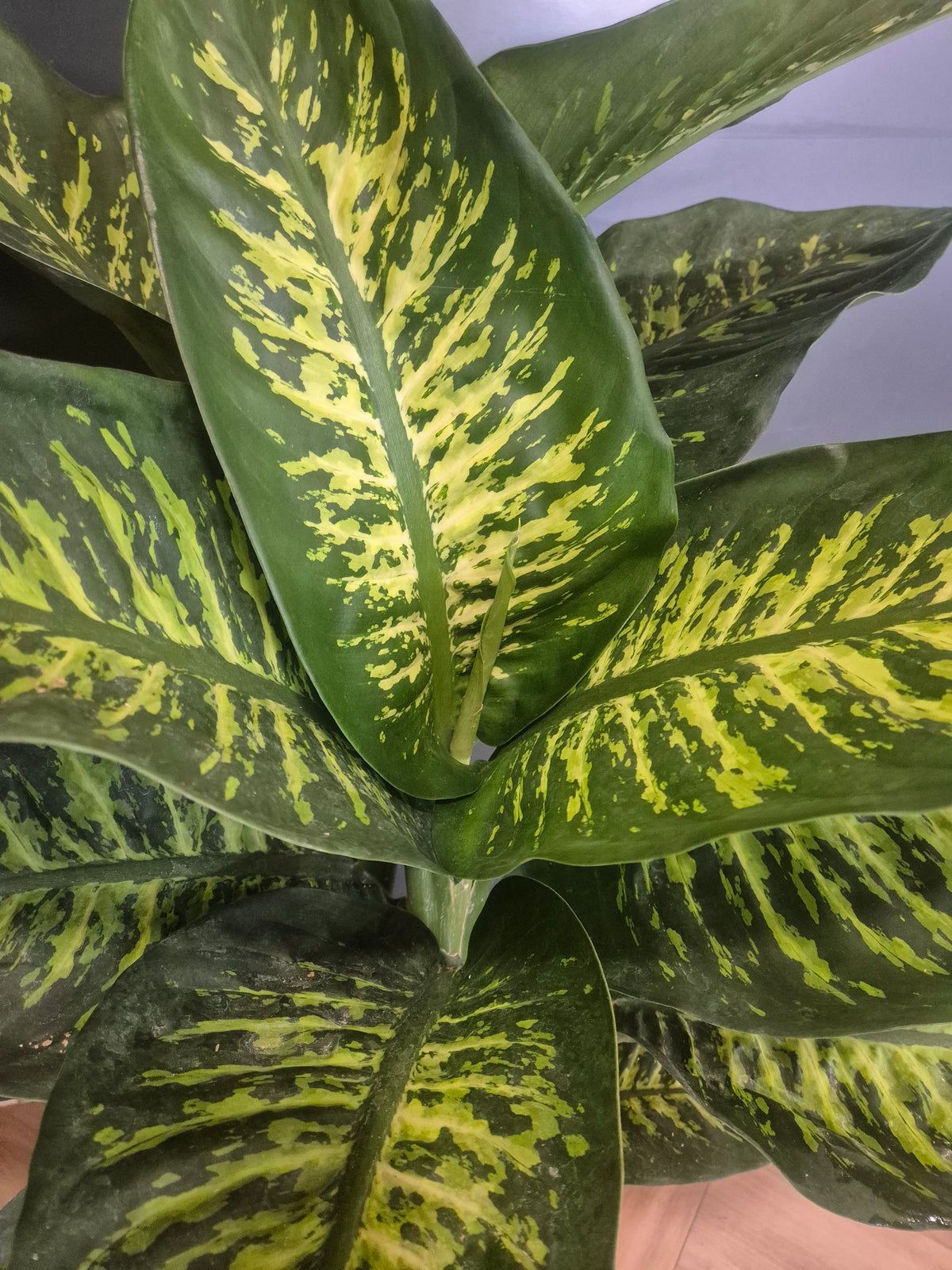 Close-up of a variegated houseplant with large green leaves featuring bright yellow-green mottled patterns, photographed against a plain light background.